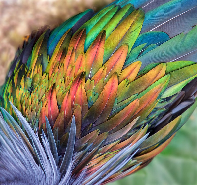 Rainbow feathers