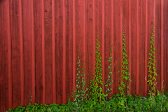 Climb in swedish red