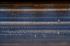 AMOS N°019 - Saltminer