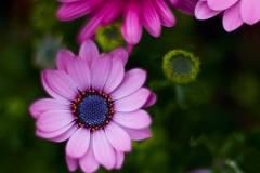 Adventure Garden Centre