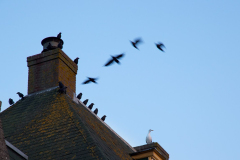 All of them together