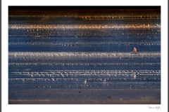 AMOS N°019 - Saltminer