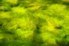 Elfenau jungle