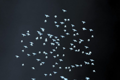 Fly again