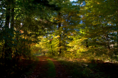 Memories of the autumn sun