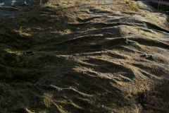 neeeeeeiiiinnnn_revealed