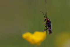 Looking out for new adventures