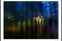 Nymphs and fireflies dance together