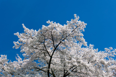 snowwhite_1200