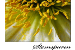 sternspuren_1000