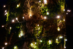 Tree hug