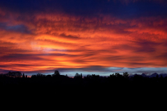 The trees in the clouds