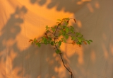 mystage_1200