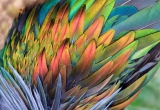 Rainbow feathers