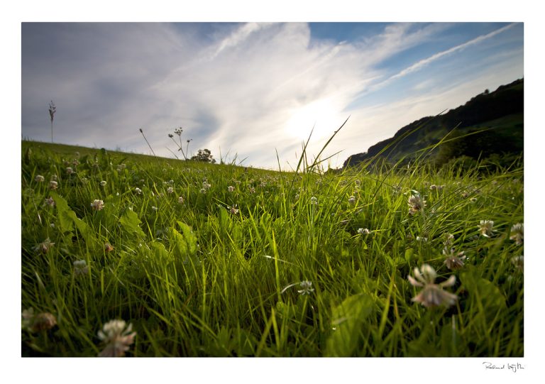 Wie eine Heuschrecke