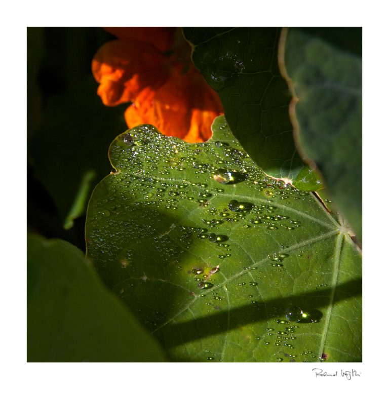 Good morning, wonderful world