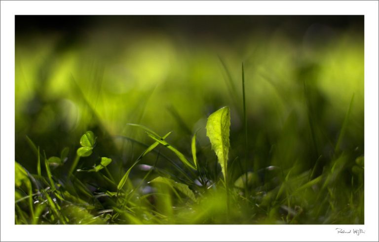 Tiefer gelegt  |  Lying low