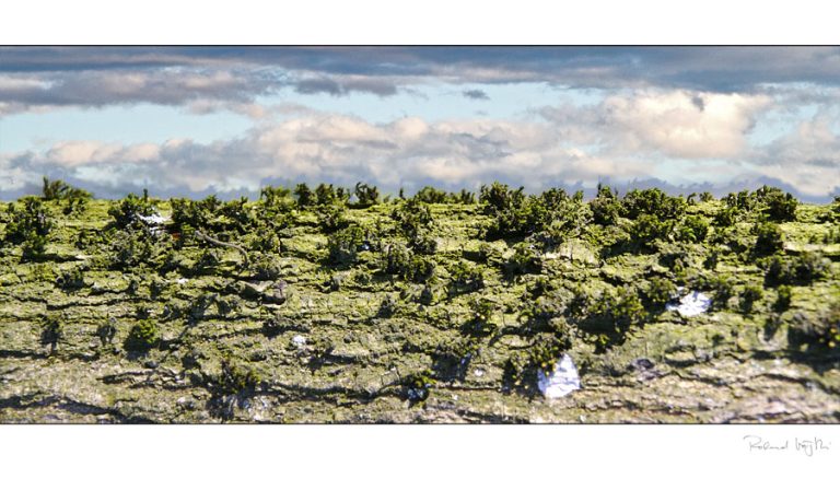 Alte Freunde | Old friends