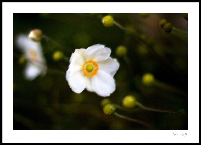 Silent grace  |  Stille Anmut