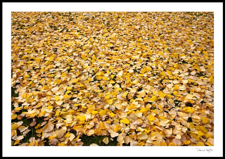 Fallen beauties  |  Gefallene Schönheiten