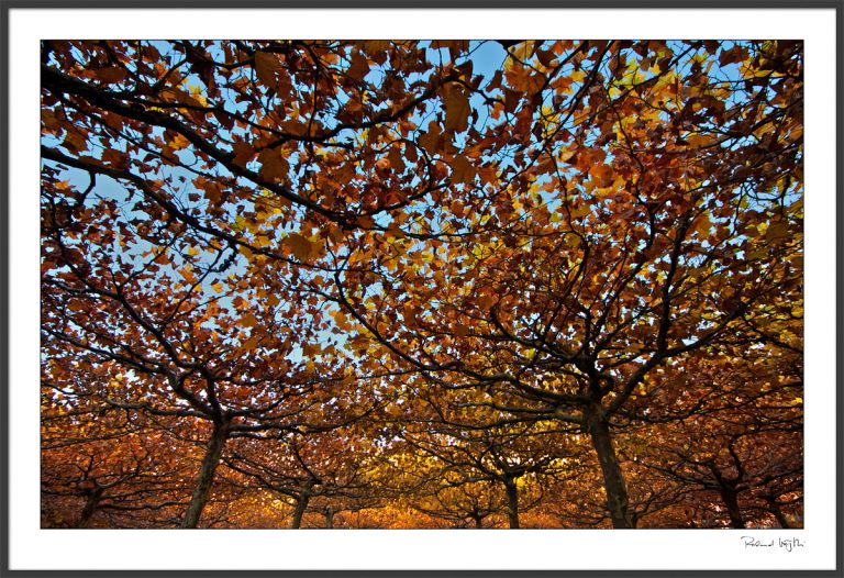 Autumn fire  |  Herbstfeuer