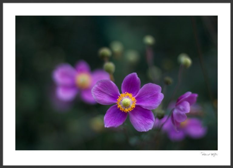 Smile with me | Lächle mit mir