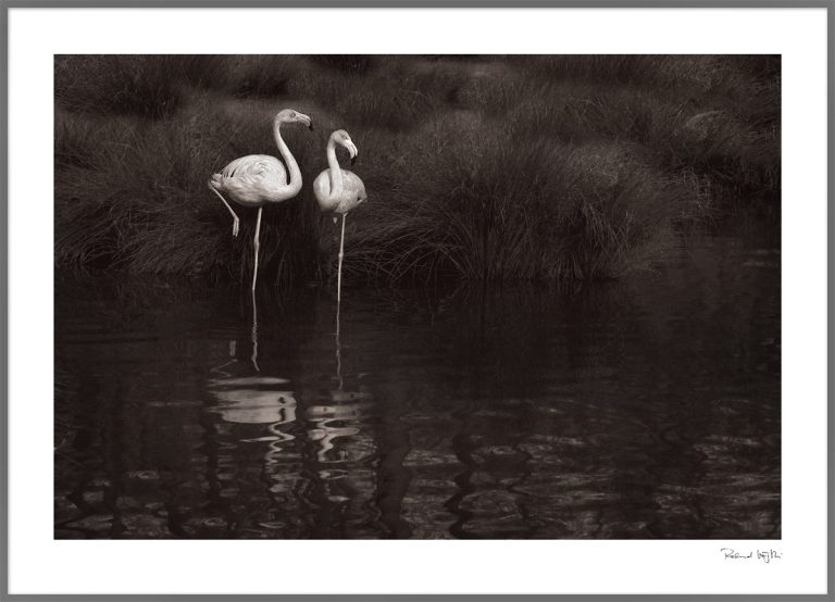 Flamingo flamenco – the artists