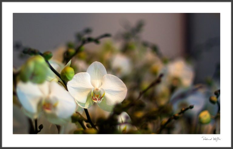 Floral smile  | Blumiges Lächeln