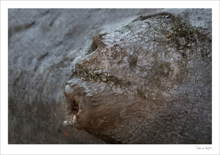 The man who chose to become a tree