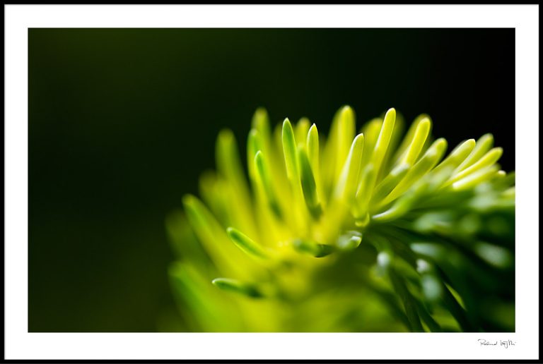 Sun finger  | Sonnenfinger