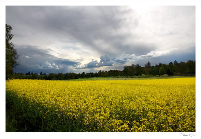 Yellow sea | das gelbe Meer