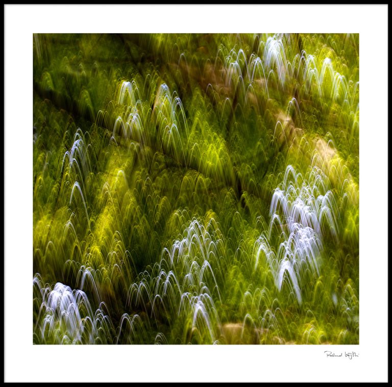 Forest souls | Waldseelen