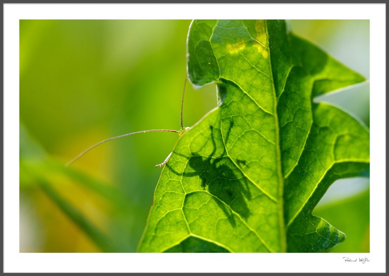 You can run, but you can’t hide