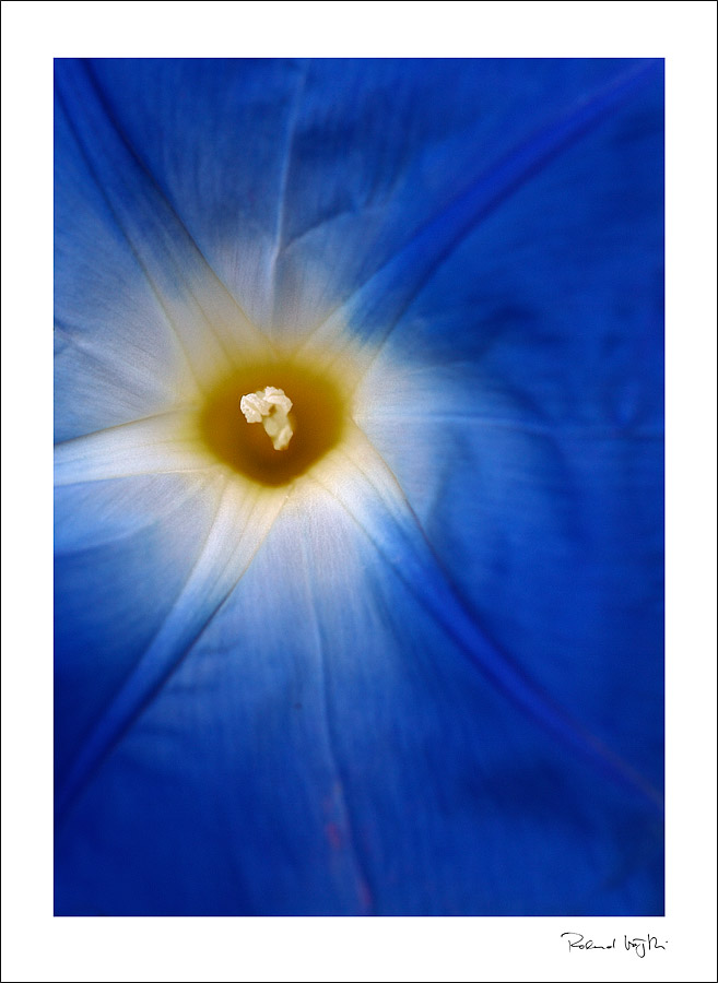 Blue star  |  Blauer Stern