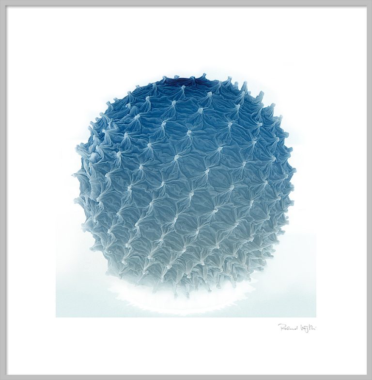 El mundo de la danza