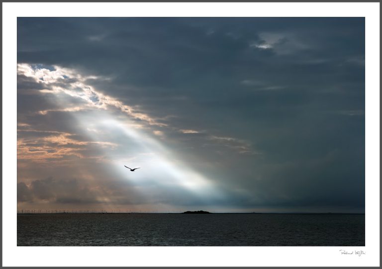 Jonathan Livingston Seagull