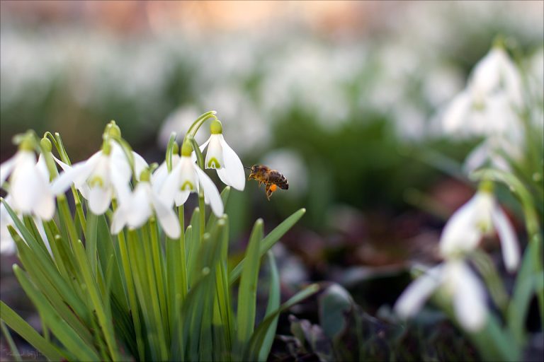 Spring is coming