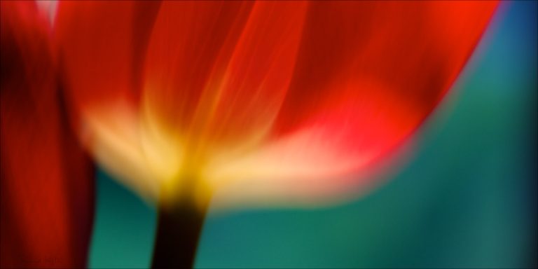 In love with a tulip