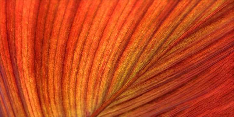 Veins of life /2 and /3