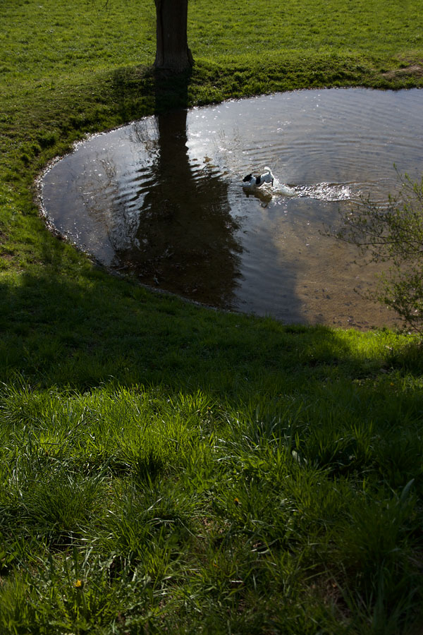 Splish splash