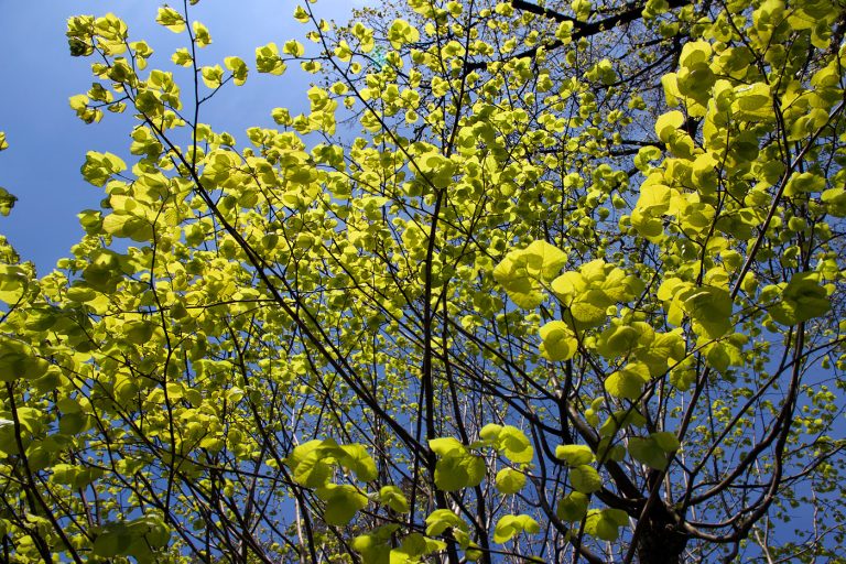 Chlorophyll bubbles