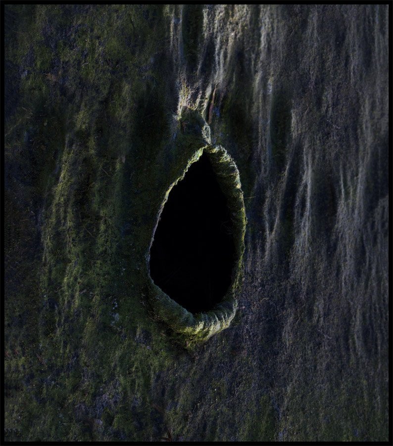 A close-up of a tree trunk fills the frame, its bark textured with deep grooves and streaks of muted greens and grays, suggesting moss or dampness. Near the center is a dark, oval-shaped hollow, its edges rough and slightly raised, as if worn open over time. The interior of the hollow is pitch black, offering no detail, creating a stark contrast against the organic patterns of the surrounding wood.
The image feels quiet yet slightly unsettling. The natural textures and subdued colors evoke stillness and age, but the dark opening introduces a sense of mystery—like an entrance to something unknown. Emotionally, it carries a mix of calm and unease, inviting curiosity while also hinting at depth, solitude, and the hidden aspects of nature.