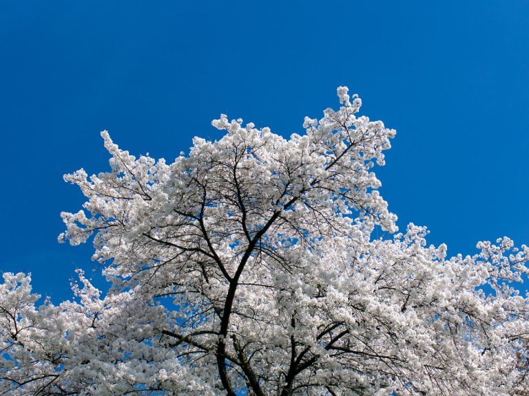 Purity