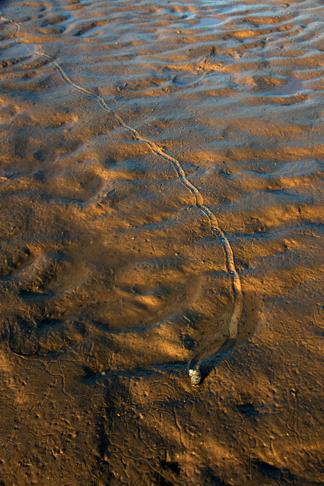 Essential motivation