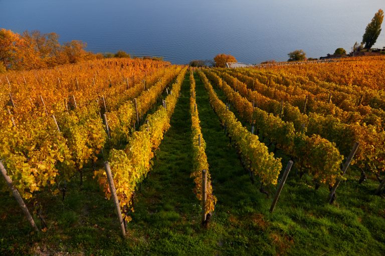 Lead me, guide me to the sea of insight