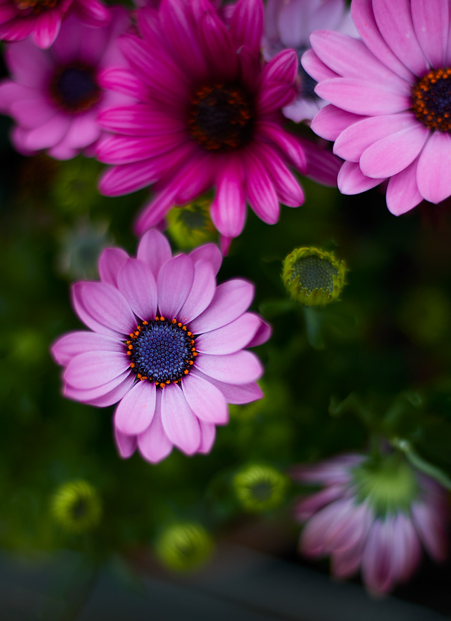 Unpretentious beauty