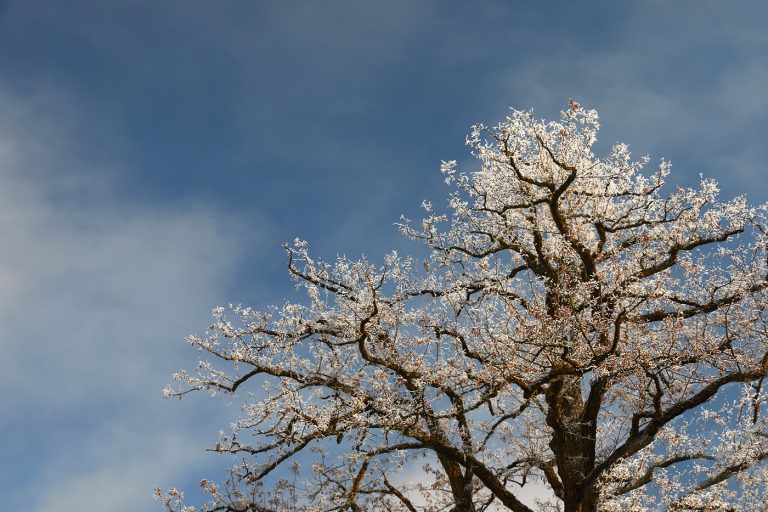 Warm and cold hues meet in a quiet, breathing tension—soft warmth glowing against crisp, distant coolness. The image feels like a moment suspended between comfort and clarity, where contrast becomes harmony, and the air itself seems alive, carrying a subtle freshness that awakens the senses and gently stirs something deep within.