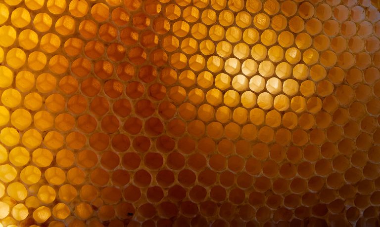 The craddle of the almonds