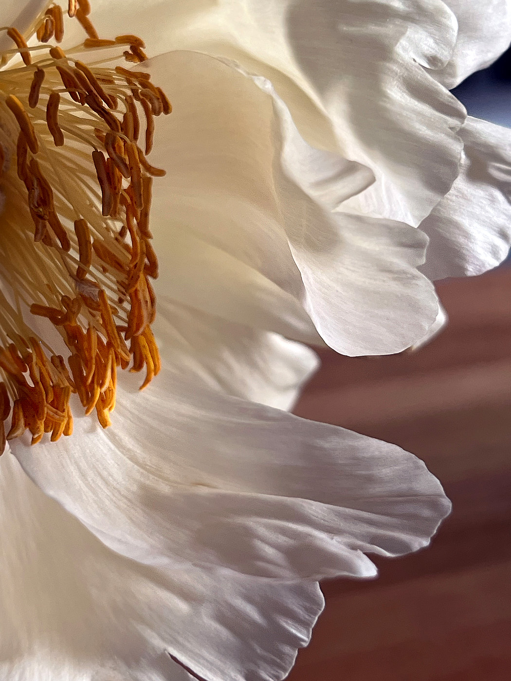 The flower died in solitude