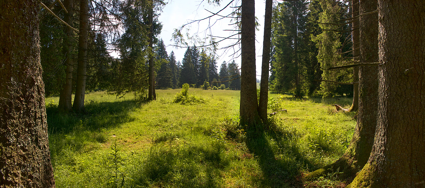 Ein stiller, lichtdurchfluteter Waldrand öffnet sich zu einer weiten, sonnigen Lichtung. Hohe Nadelbäume rahmen die Szene links und rechts ein, ihre Stämme ragen gerade und ruhig empor. Das warme Sonnenlicht fällt schräg durch die Äste und wirft lange, weiche Schatten auf den moosigen Boden und das üppige Gras. In der Mitte breitet sich eine friedliche Wiese aus, durchzogen von zarten Pflanzen und kleinen Sträuchern. Die Atmosphäre wirkt ruhig, fast zeitlos – ein Ort, der Geborgenheit, Leichtigkeit und leise Freude ausstrahlt.

EN (English):
A quiet, light-filled forest edge opens onto a wide, sunlit clearing. Tall conifer trees frame the scene on both sides, their trunks rising straight and steady. Warm sunlight filters through the branches at an angle, casting long, gentle shadows across the mossy ground and lush grass. In the center, a peaceful meadow stretches out, dotted with delicate plants and small shrubs. The atmosphere feels calm and almost timeless—a place that conveys a sense of safety, ease, and quiet joy.